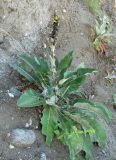 Verbascum gnaphalodes. Больное растение. Абхазия, Гудаутский р-н, обрыв. 09.06.2012.