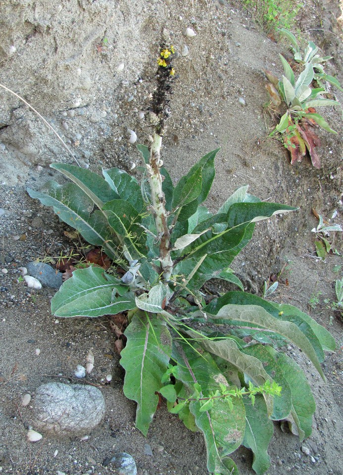 Image of Verbascum gnaphalodes specimen.