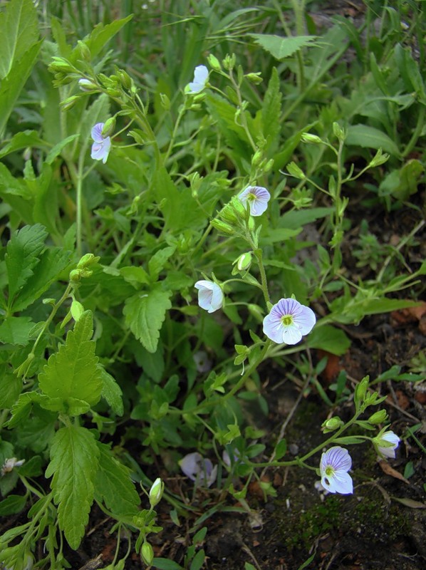 Image of Veronica peduncularis specimen.