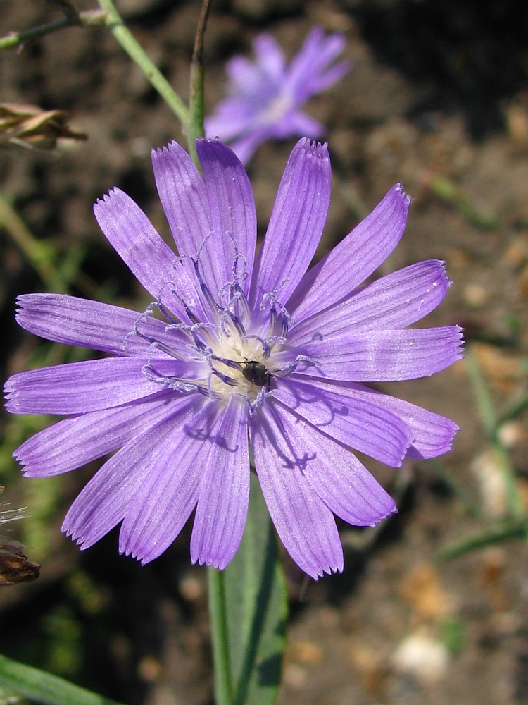 Image of Lactuca tatarica specimen.