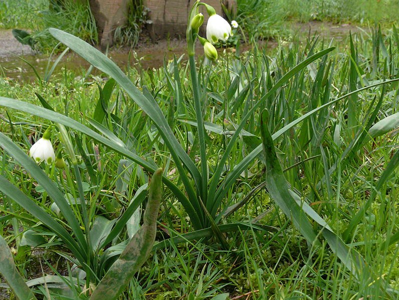 Изображение особи Leucojum aestivum.