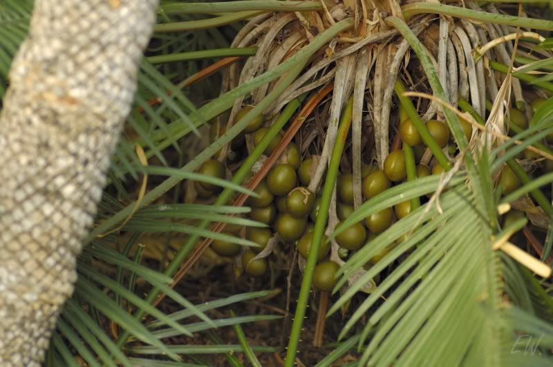 Image of Cycas circinalis specimen.