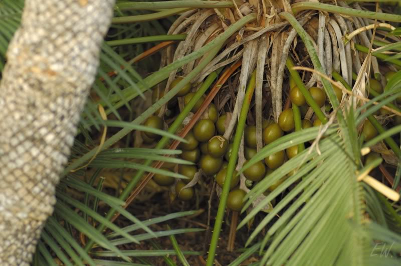 Изображение особи Cycas circinalis.