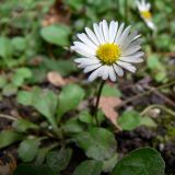 Bellis perennis. Верхушка побега с соцветием. Испания, Страна Басков, провинция Гипускоа, г. Сан-Себастьян, парк. 18.07.2012.