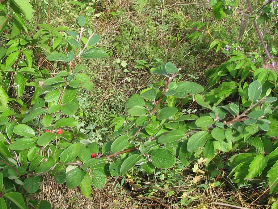 Image of Cotoneaster melanocarpus specimen.