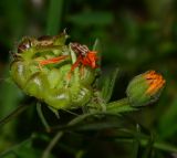 Calendula arvensis. Соплодие (слева) и нераспустившееся соцветие. Израиль, северный Негев, г. Беер Шева, холмы в районе зоосада. 21.02.2013.