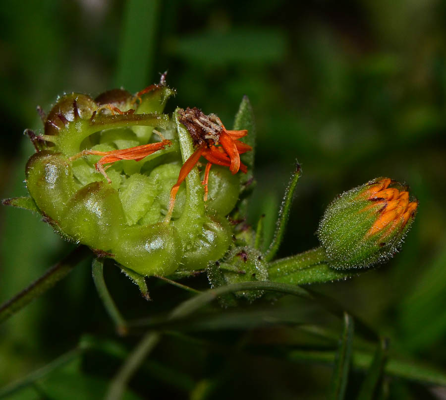 Изображение особи Calendula arvensis.