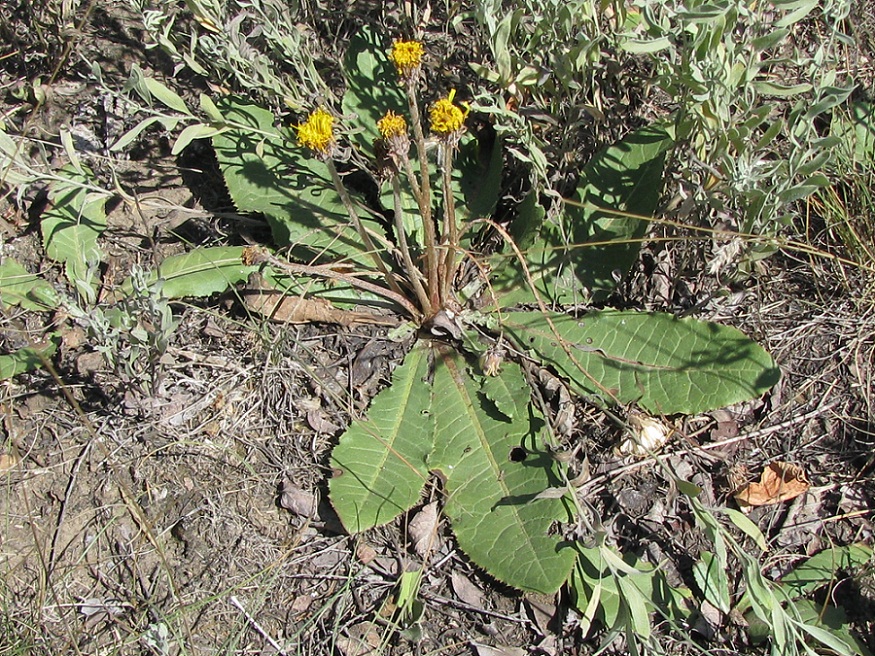 Изображение особи Taraxacum serotinum.