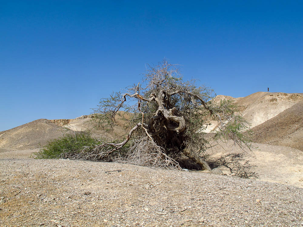 Image of Vachellia tortilis ssp. raddiana specimen.