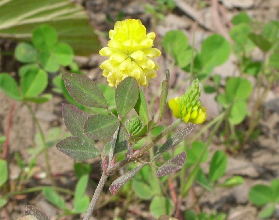 Изображение особи Trifolium campestre.