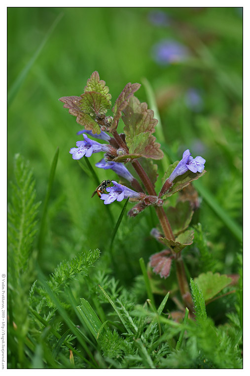 Изображение особи Glechoma hederacea.