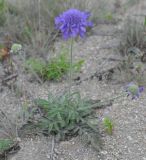 Scabiosa lachnophylla. Цветущее растение (высота - 10 см). Приморье, окр. пос. Терней, песчаный пляж. 15.08.2012.