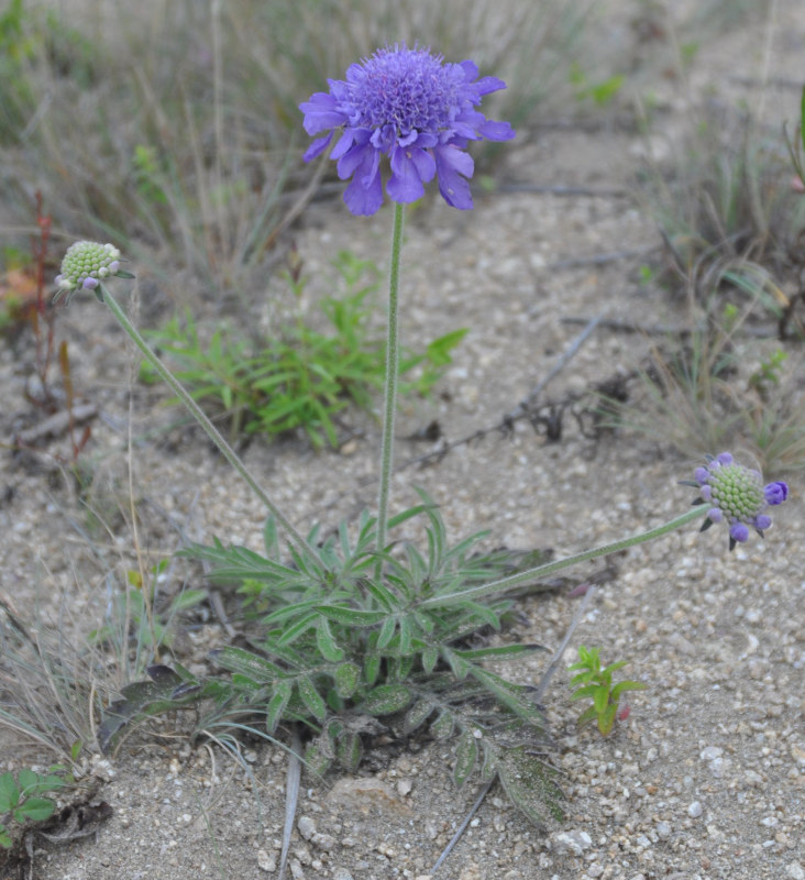 Изображение особи Scabiosa lachnophylla.