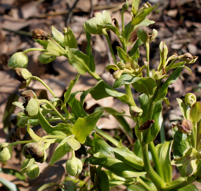 Изображение особи Helleborus foetidus.