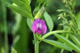 Vicia angustifolia