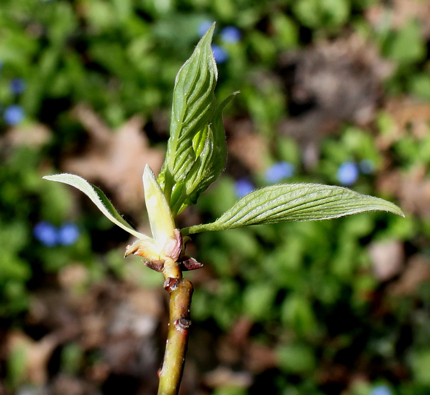 Image of Swida alternifolia specimen.