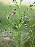 Scrophularia bicolor