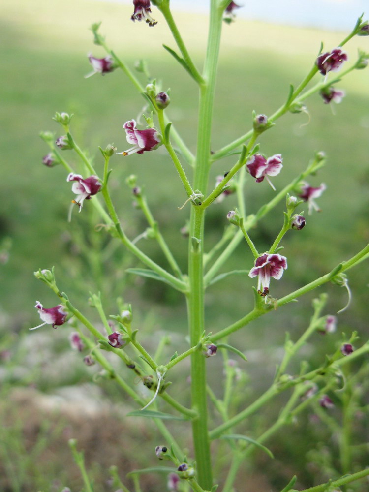 Изображение особи Scrophularia bicolor.