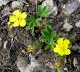 Potentilla incana. Цветущее растение. Ставропольский край, г. Кисловодск, Курортный парк верхний. 02.04.2013.