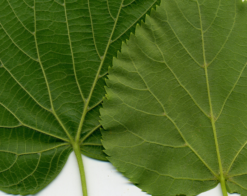 Image of genus Tilia specimen.