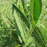 Смотреть изображение Inula oculus-christi