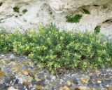 Medicago rupestris. Цветущие растения. Крым, Симферополь, Марьино, степной склон, на скале. 1 июня 2013 г.