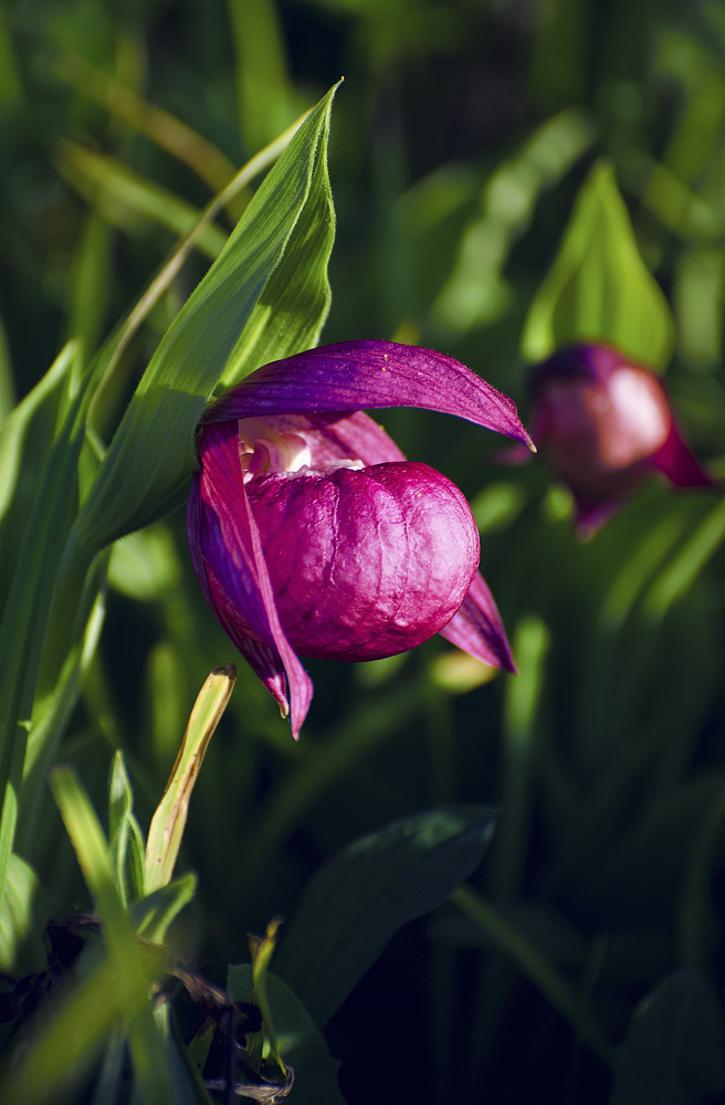 Image of Cypripedium macranthos specimen.