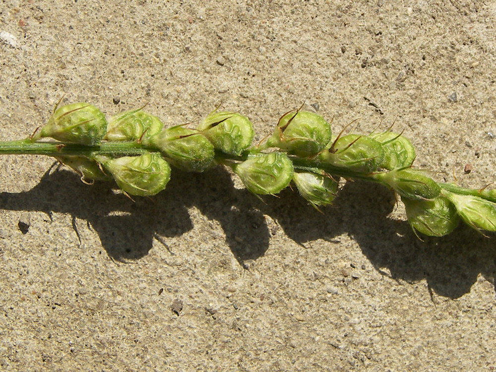 Image of Onobrychis inermis specimen.