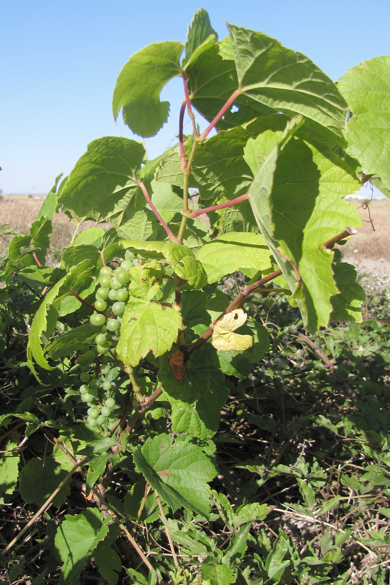 Изображение особи Vitis vinifera.