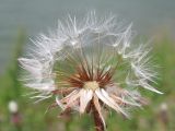 Crepis rhoeadifolia