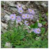 Aster alpinus. Цветущие растения. Республика Татарстан, Камско-Устьинский район, памятник природы \"Юрьевские пещеры\". 11.06.2009.