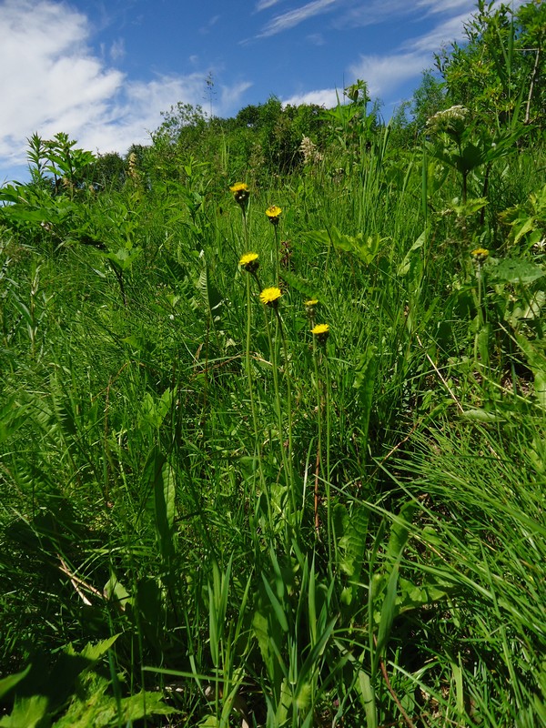 Image of Pilosella &times; floribunda specimen.