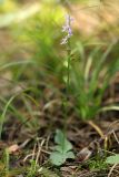 Смотреть изображение Neottianthe cucullata