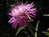 Centaurea jacea ssp. substituta