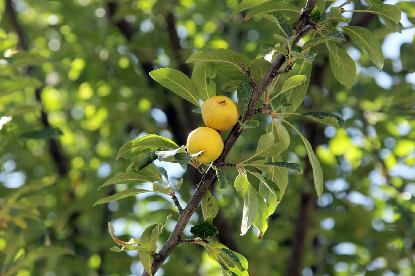 Изображение особи Malus sieversii.