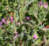 род Epilobium