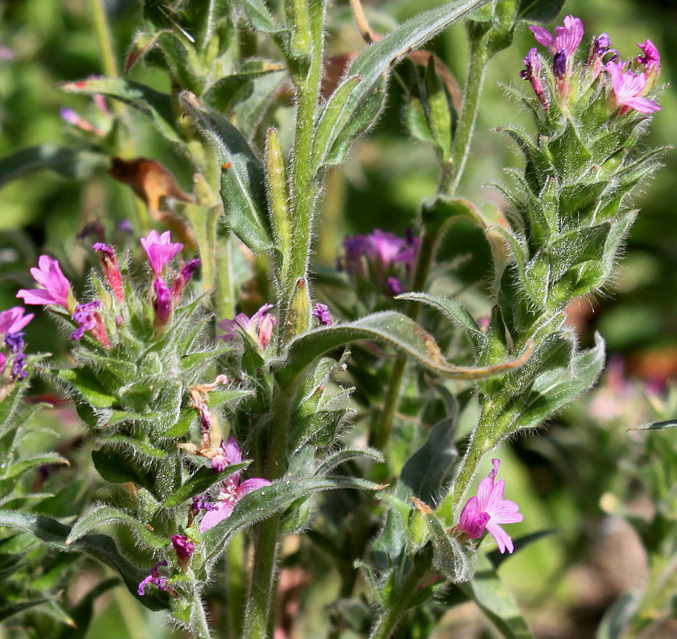 Image of genus Epilobium specimen.