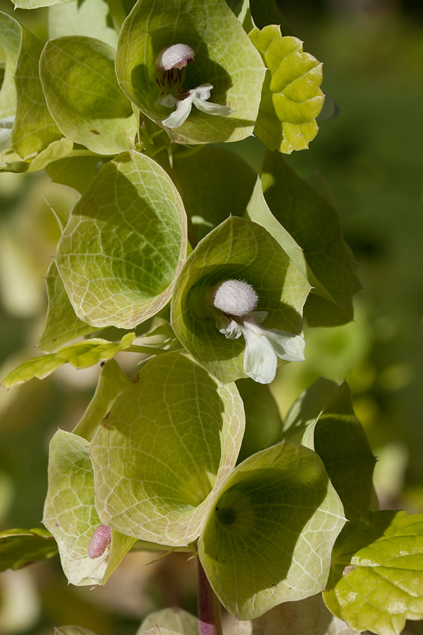 Изображение особи Moluccella laevis.