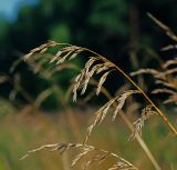 Festuca pratensis