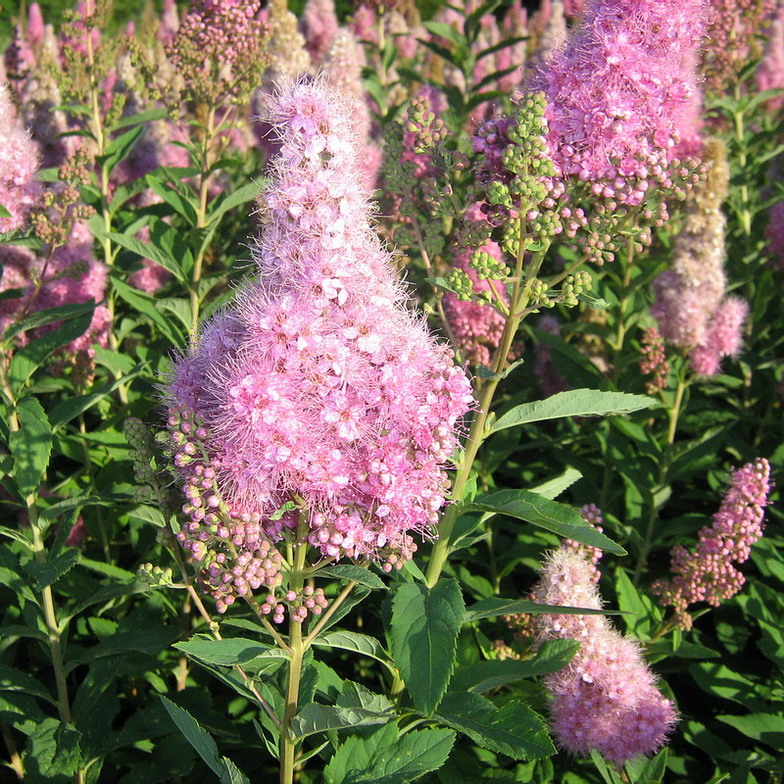 Image of Spiraea × billardii specimen.