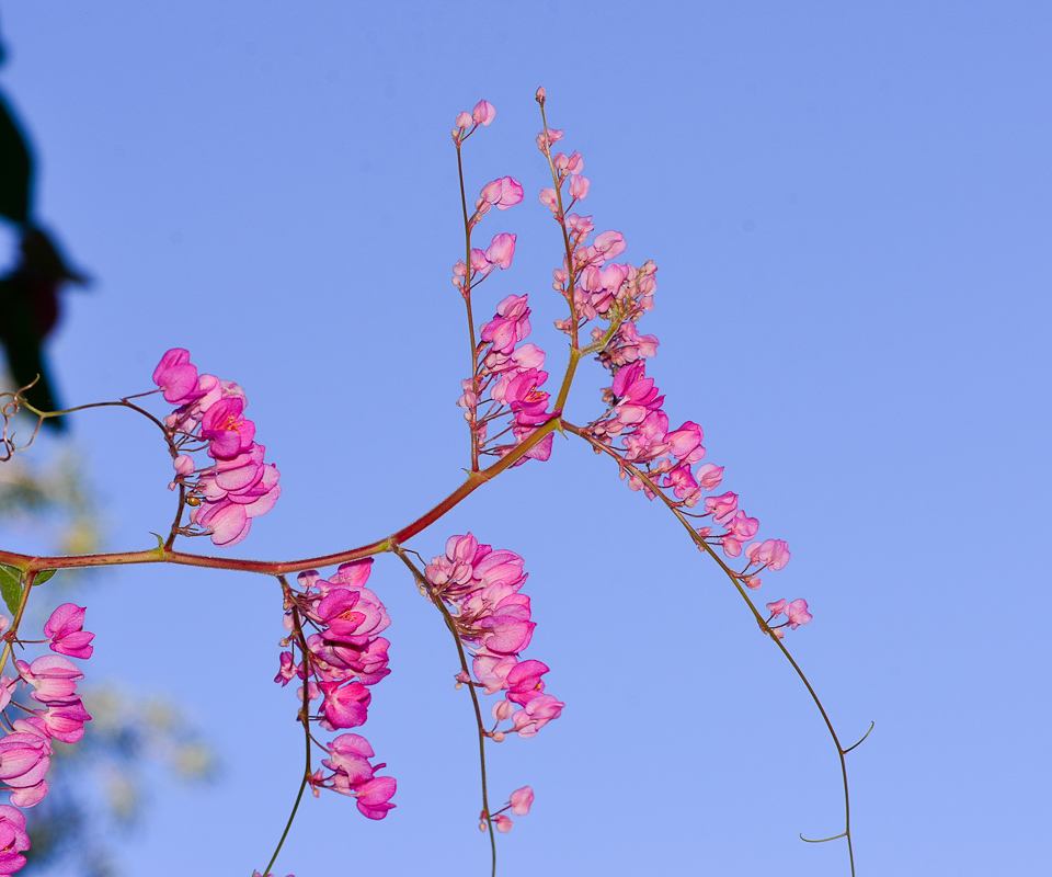 Image of Antigonon leptopus specimen.