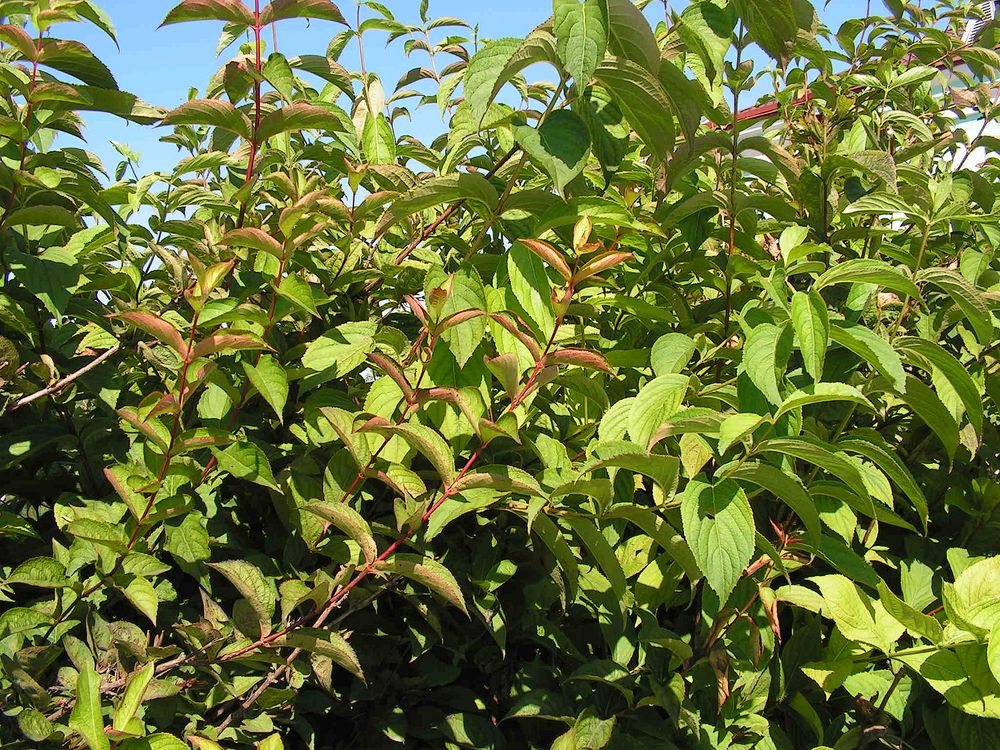 Изображение особи Weigela praecox.