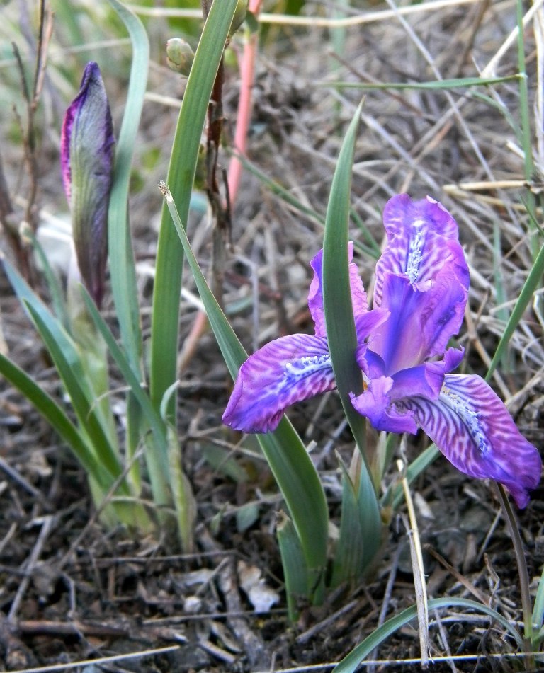 Image of Iris tigridia specimen.