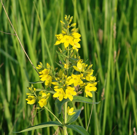 Изображение особи Lysimachia davurica.