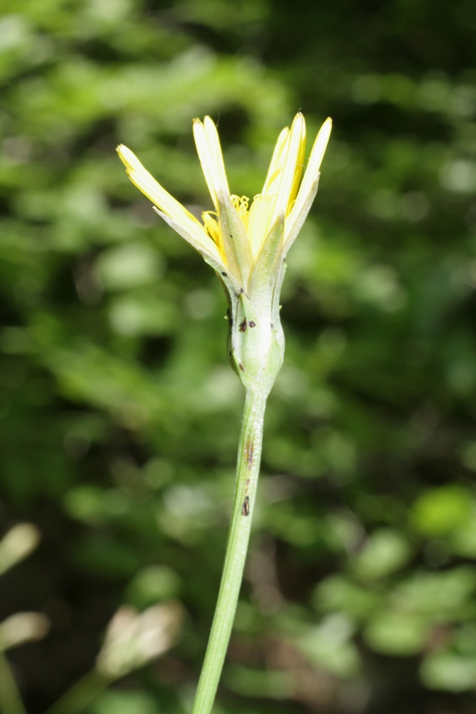 Image of Scorzonera schischkinii specimen.