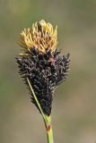 Carex melanantha