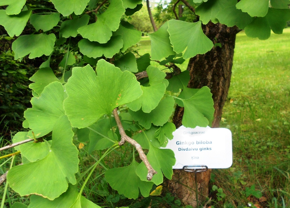 Изображение особи Ginkgo biloba.