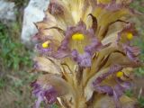 Orobanche gigantea