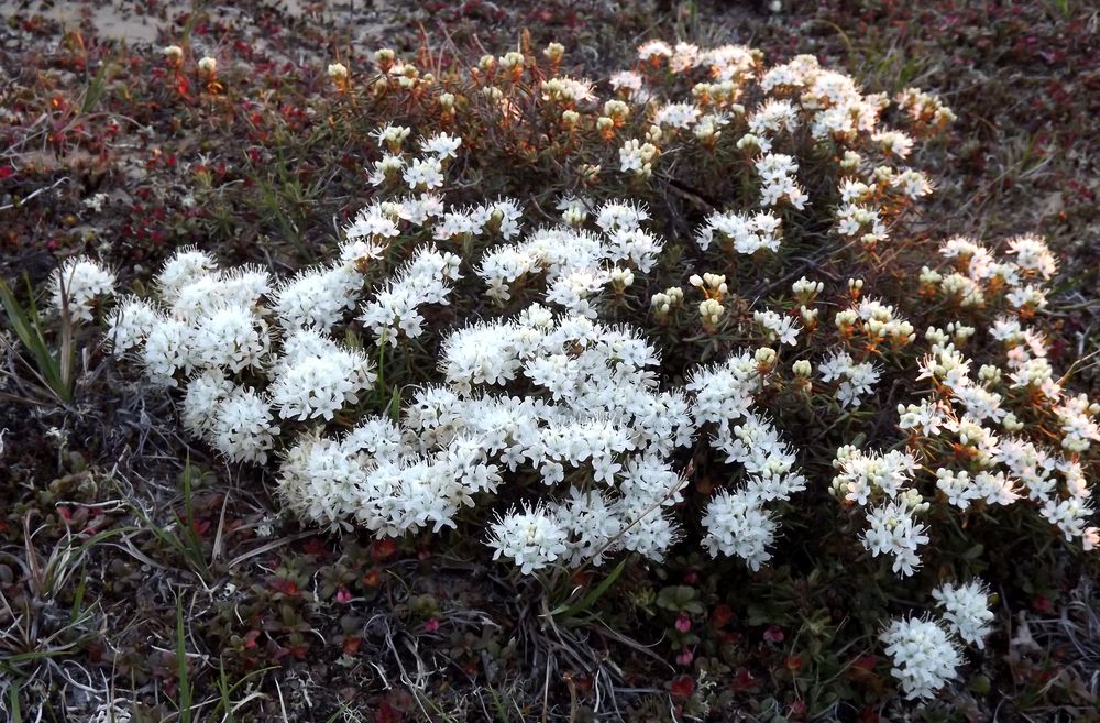 Изображение особи Ledum decumbens.