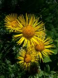 Inula helenium